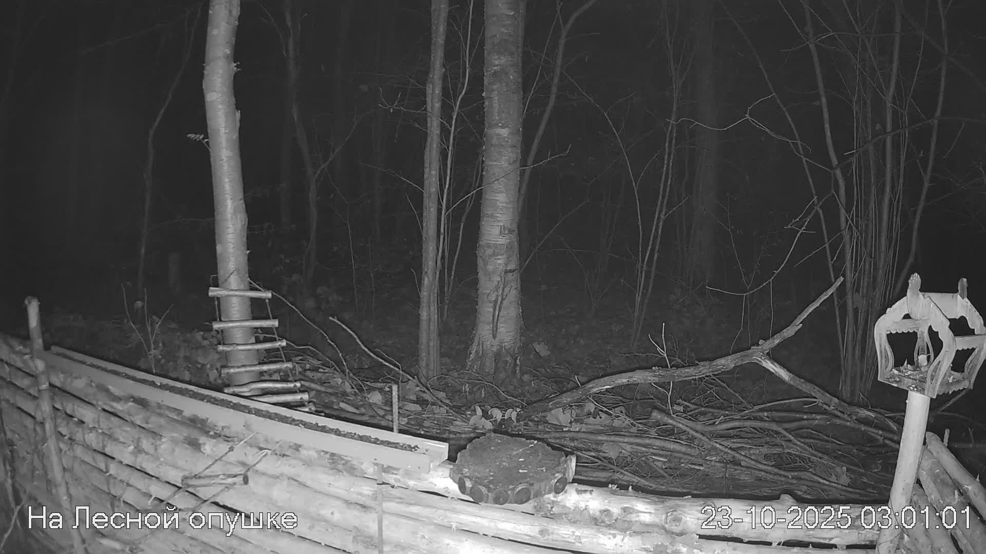 🍂ОКТЯБРЬ в ЛЕСУ онлайн #Relaxing #природа #звуки леса #птицы #погода🍁 смотреть онлайн