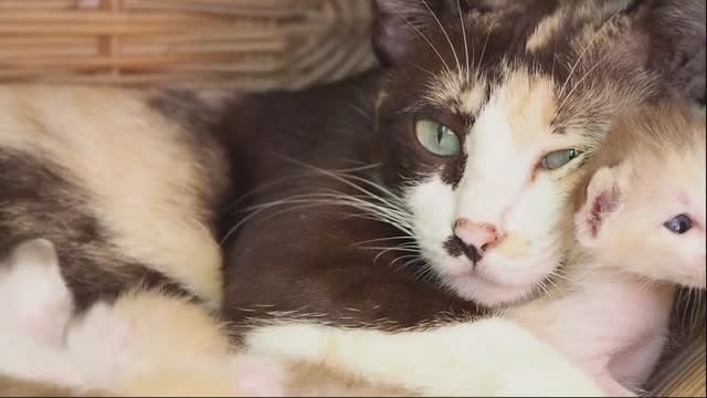 Кошка обнимает котенка