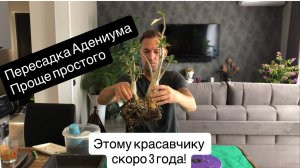 Пересадка Адениума выращенного 3 года назад из семян! Проще простого. Коротко об уходе