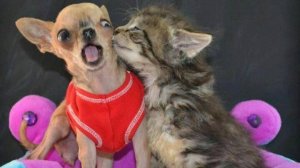 СМЕШНЫЕ КОТЫ И СОБАКИ | ЛУЧШИЕ ПРИКОЛЫ С КОТАМИ, КОШКИ, ЖИВОТНЫЕ