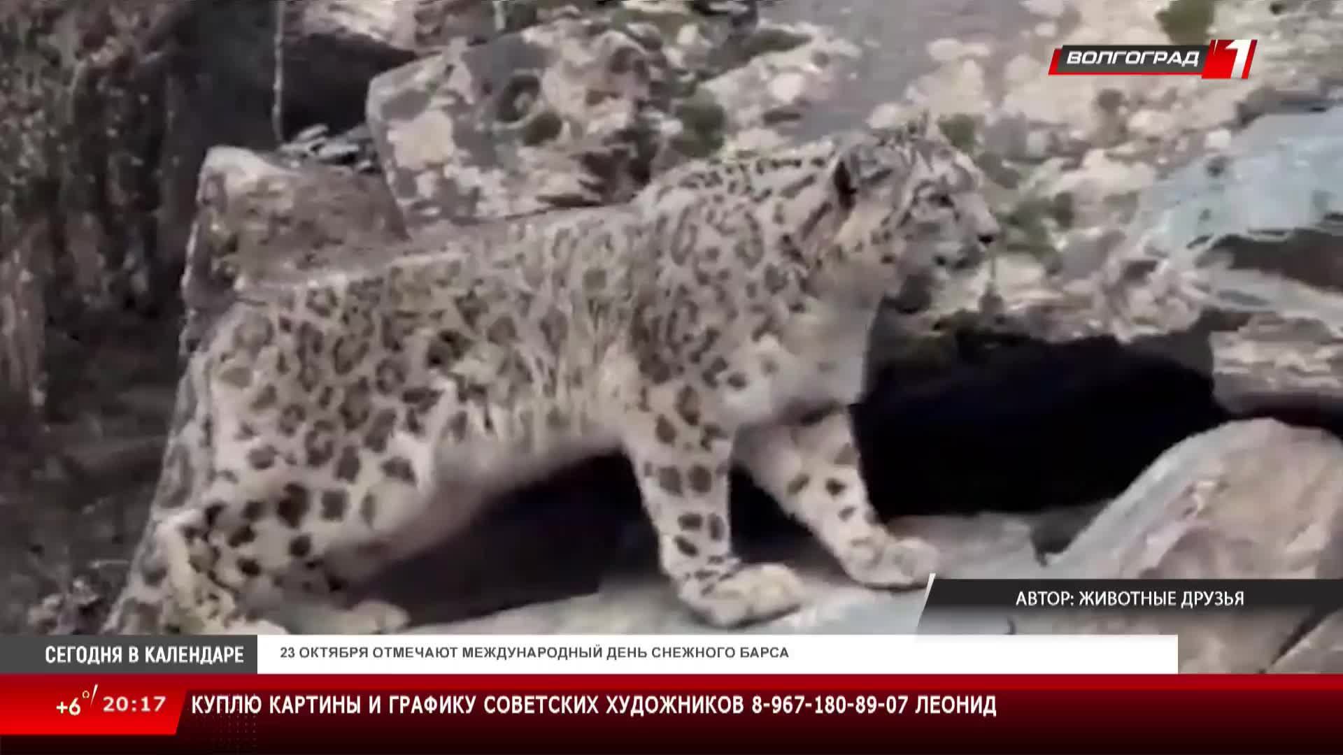 Телеканал «Волгоград 1» смотреть онлайн