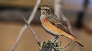 Пение горихвостки обыкновенной. Звук, трель горихвостки