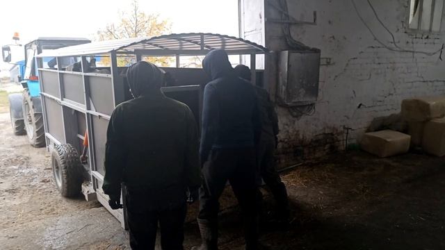 Трап-тележка для перевозки КРС от ООО "Агроразвитие" г. Владимир смотреть онлайн