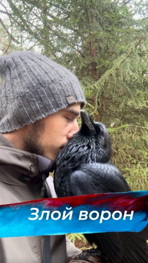 Пернатый дракон злится