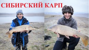 Рыбалка на карпа, сазана. Рыбалка в Хакасии. Рыбалка на фидер.