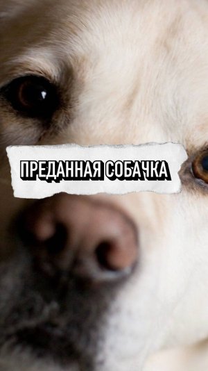 Очень преданная собачка 💔