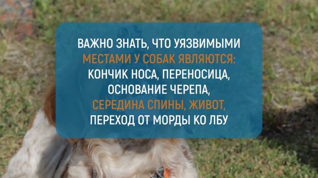 Что делать при встрече со стаей собак смотреть онлайн
