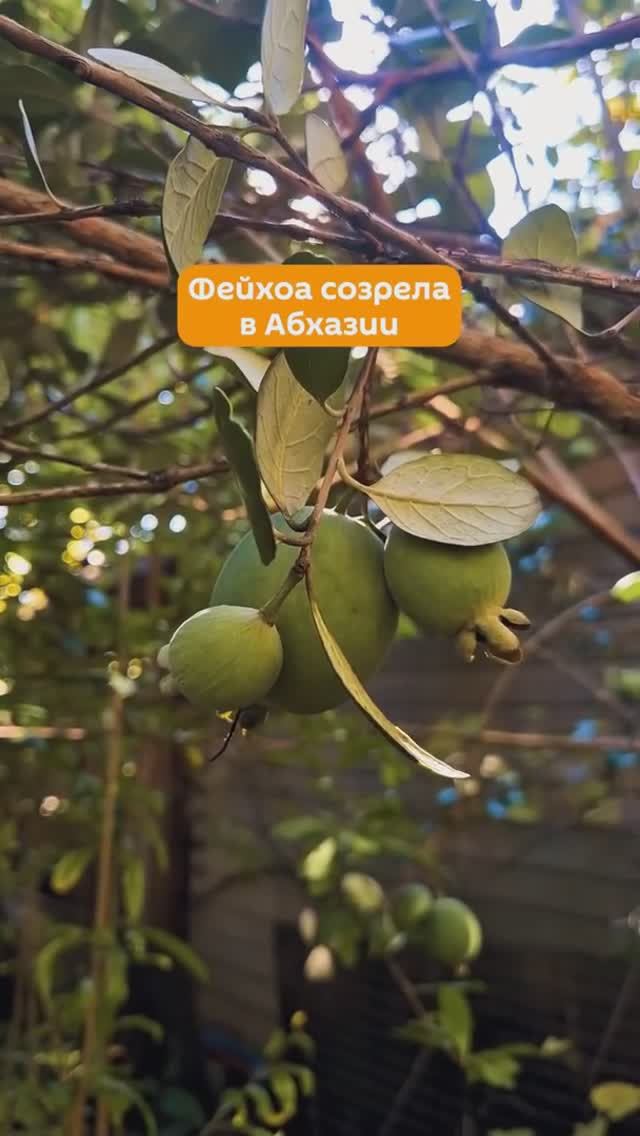 В Абхазии созрела фейхоа (2-я половина октября, ОСЕНЬ-2025) смотреть онлайн