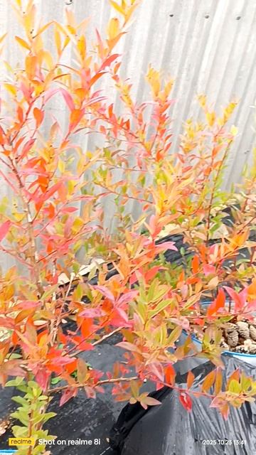 Голубика: разнообразие сортов и красота природы