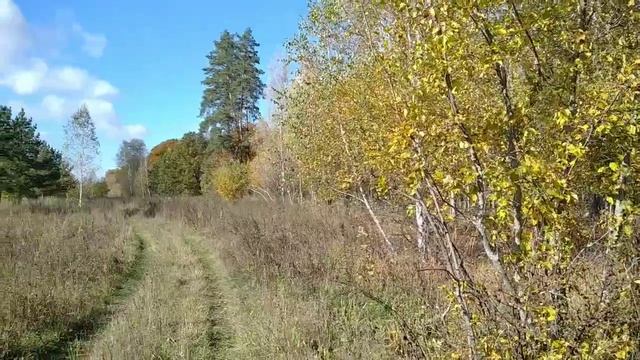 А кто не любит ❤💛💙тихой охоты. ? 🍁🍂🍂Осень. ОПЯТА. Любимые грибы. Одно удовольствие находить 👍. смотреть онлайн