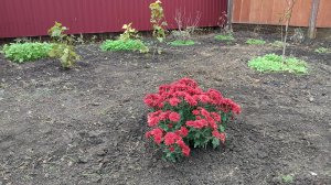 Цветов много не бывает.Жизнь станичная на пенсии.