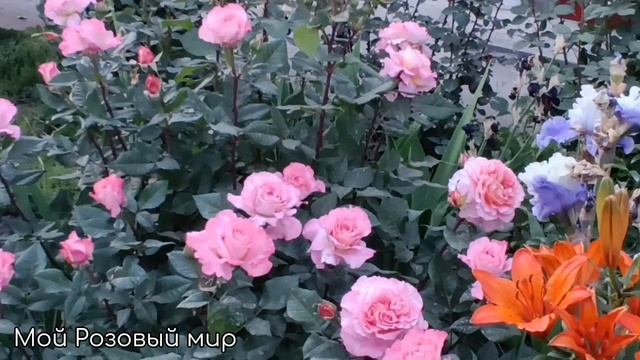 Прекрасная Августа Луиза.