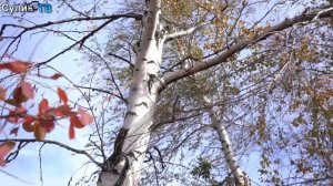 В жизни всё хорошо