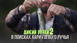 В поисках хариузевого ручья. Дикий ручей 2