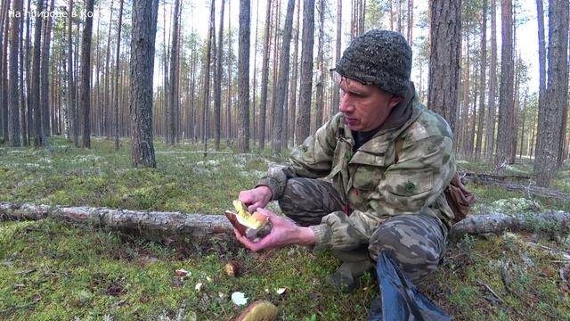 Белые грибы, как их правильно собирать в лесу. Удачный поход в сосновый бор. смотреть онлайн