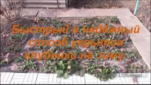 Как укрыть клубнику на зиму, быстрый надёжный способ.