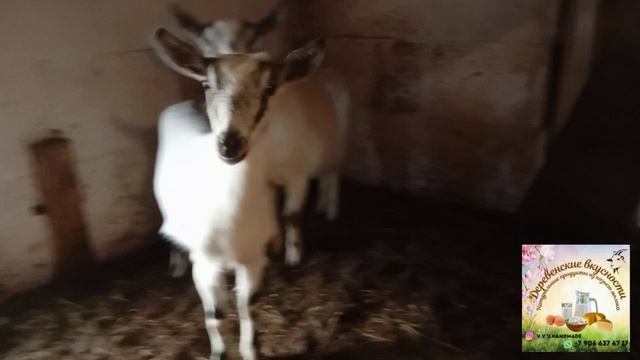 Лолка теперь ГОРОДСКАЯ. Козы коты сено...