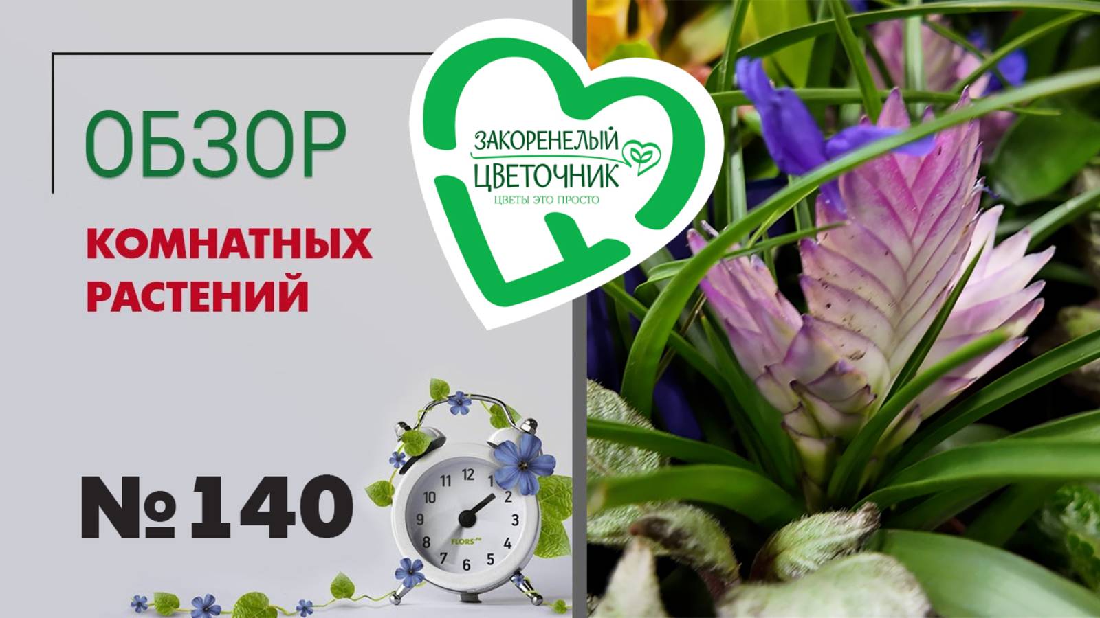 Эксклюзивные растения, новые алоказии, перцы, колеусы и филодендроны. Обзор комнатных растений №140