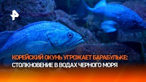 Корейский окунь захватывает акватории Черного моря