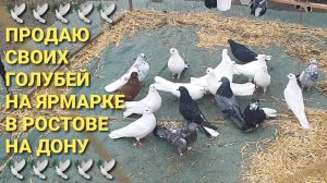 🕊🕊🕊 Продааю своих голубей на ярмарке в Ростове на Дону. Птичий рынок 19.10.25.