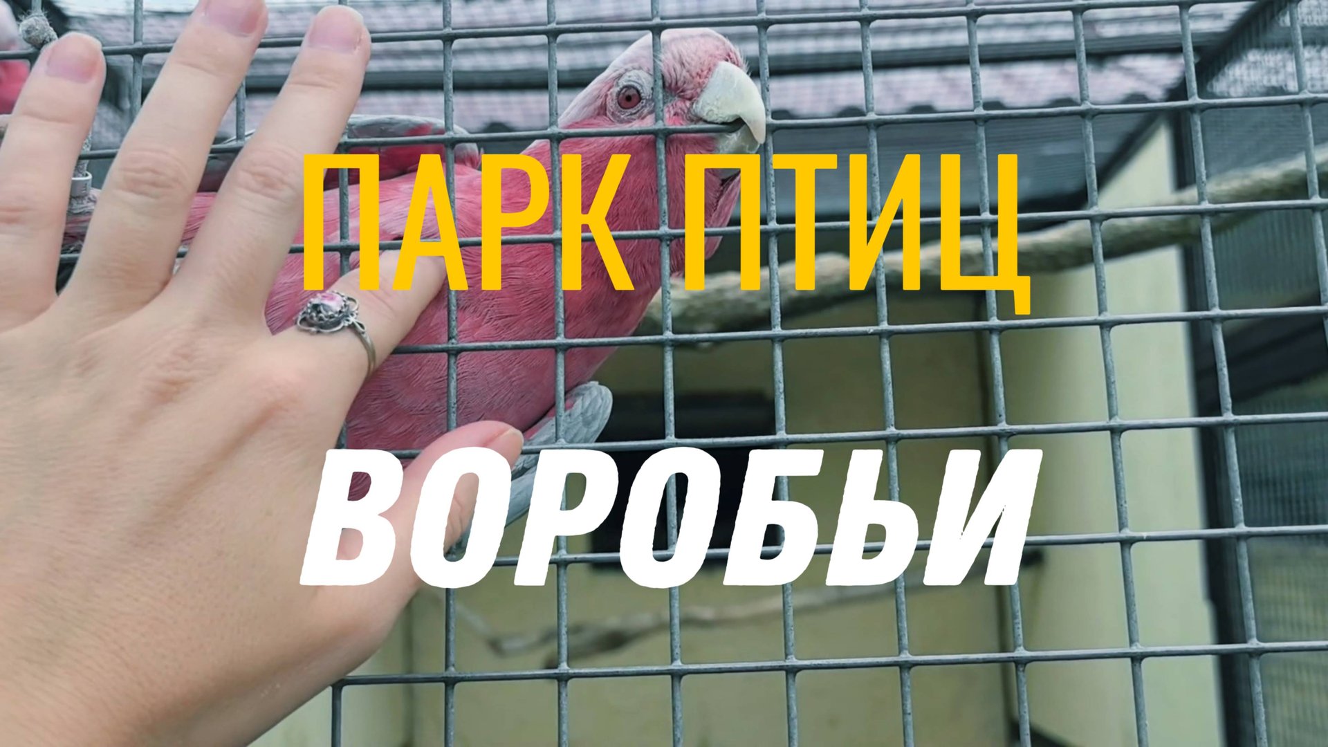 Парк птиц Воробьи. Попугаи, казуары, страусы, зебры и капибара. Самый большой парк птиц в России. смотреть онлайн