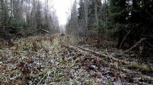 ОХОТА НА ЗАЙЦА С ГОНЧЕЙ! ДВА ДНЯ В ОХОТНИЧЬИХ УГОДЬЯХ!