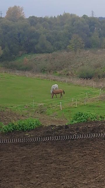 Ещё лошадки!