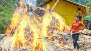 Бамбуковая хижина и множество поваленных деревьев — уборка на ферме после сильного урагана.