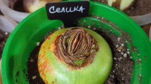 28-10-2025.Гиппеаструмы дома после  теплицы.