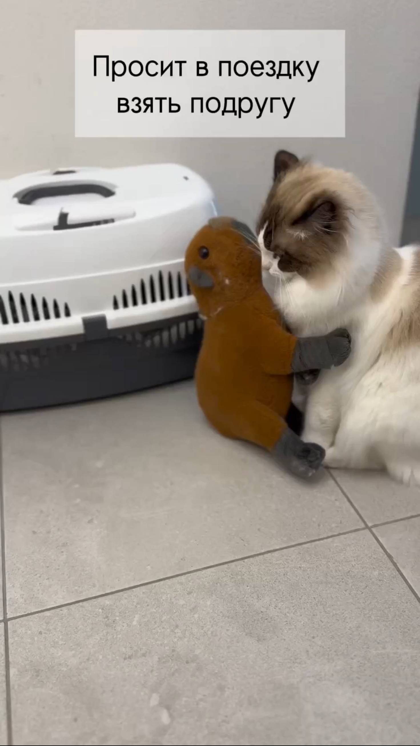 Получаем справку для вылета #котики #рэгдолл #путешествия #ragdoll #уходзакошкой