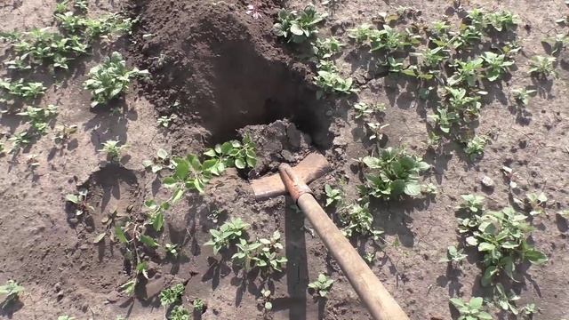 Мои корнесобственные яблони