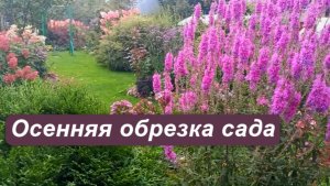 Осенняя обрезка многолетников: какие растения и когда я обрезаю в своем саду