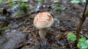 Мухомор серо-розовый (Amanita rubescens). Как выглядит гриб на месте произрастания.