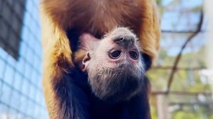 Голова висит на тонкой шее, жив ли_ Малыш у обезьян капуцинов окреп и едет на маме верхом! Тайган