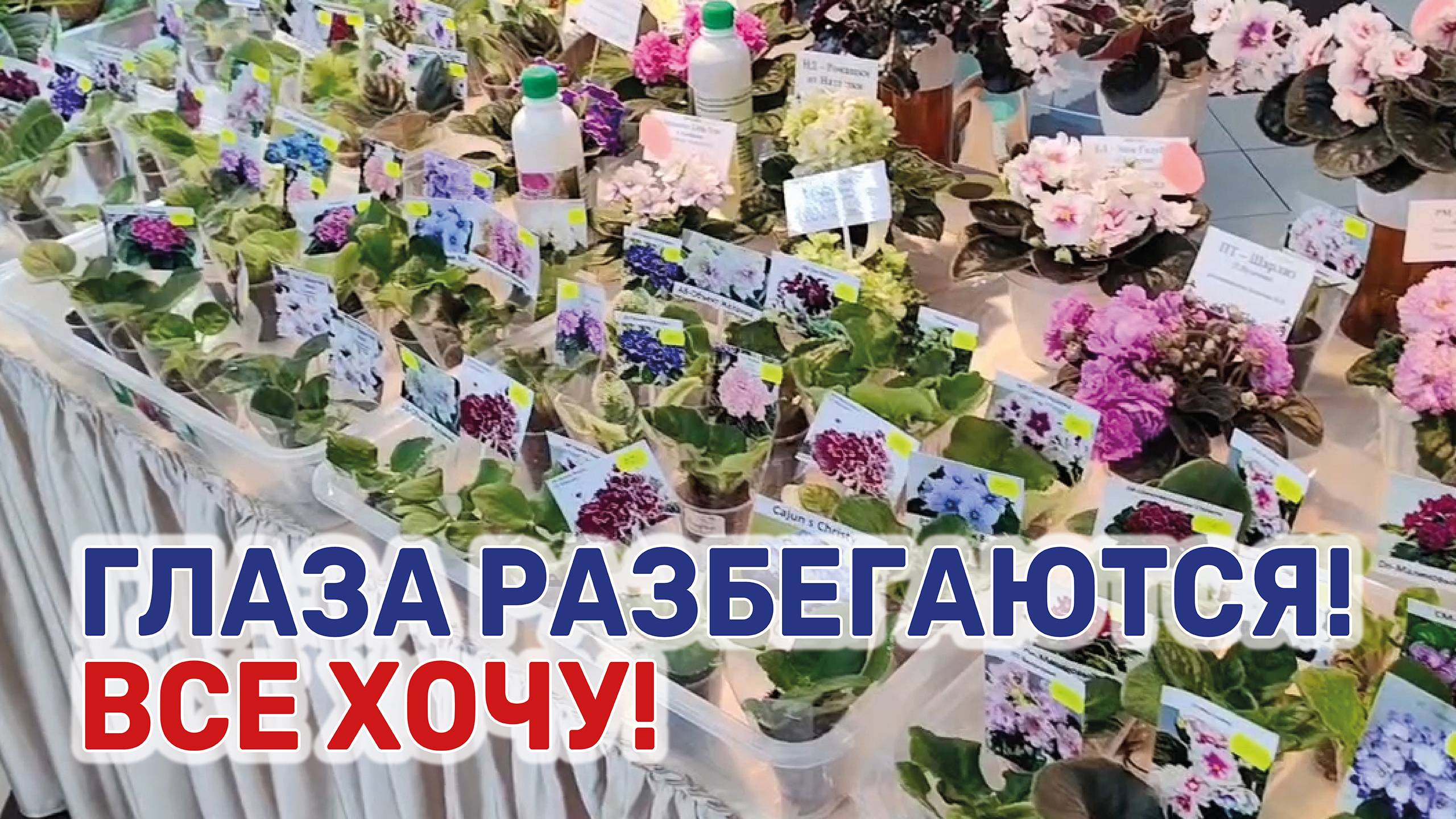 В Краснодаре проходит выставка комнатных растений смотреть онлайн