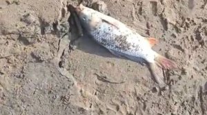 Ловим сазана. Суйфун (Раздольная) Приморский край