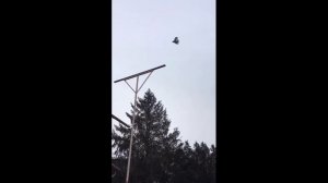 голуби Маношина А. И.