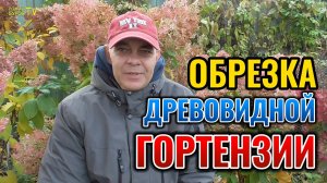 Вот что нужно знать при обрезке древовидной гортензии 🌺