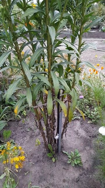 Гелениум 'Дабл Трабл'. смотреть онлайн