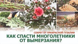 Ошибки, которые убивают многолетние цветы. Смотрите мастер-класс биолога-цветовода