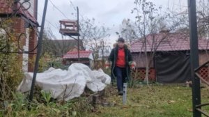 История мошенничества. Какие новости? Подготовка сада к зиме. Укрываю виноград.