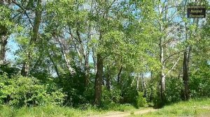 Пернатая Гадалка - Промокшая кукушка на ёлке куковала.