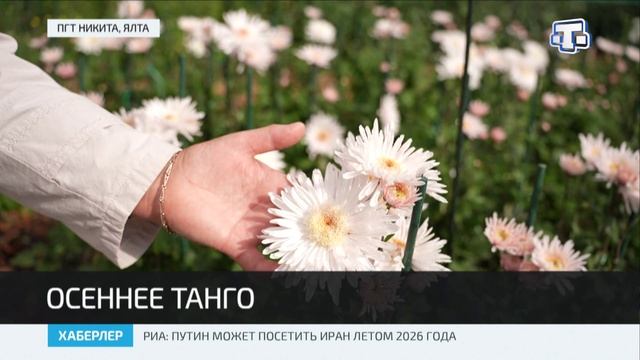 В Крыму стартовал Бал хризантем смотреть онлайн