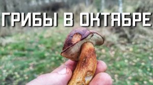 Собираем грибы в лесу осенью в октябре Московская область