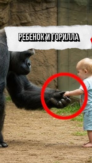 Мальчик Упал В Вольер С Гориллами 🤯