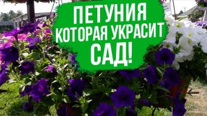 Идеальная петуния для вазонов!