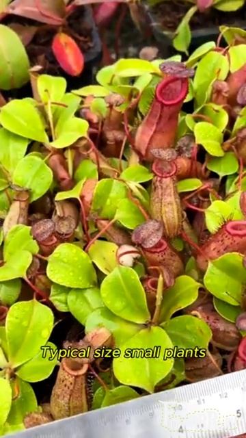 Непентес Robcantleyi * (sibuyanensis * Ventricosa) (BE-3748)