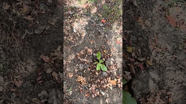 Посадка пеканов в горные лесосады!