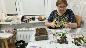 Жизнь в городе, черенкую хризантему.