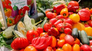 Лучшие томаты - 2025 от АФ "Сибирский Сад"